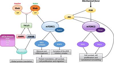 Mechanical Regulation of Protein Translation in the Cardiovascular System